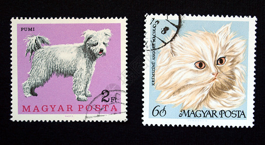 匈牙利邮票联盟邮资邮政空邮小猫商业仪表空气邮件船运背景图片