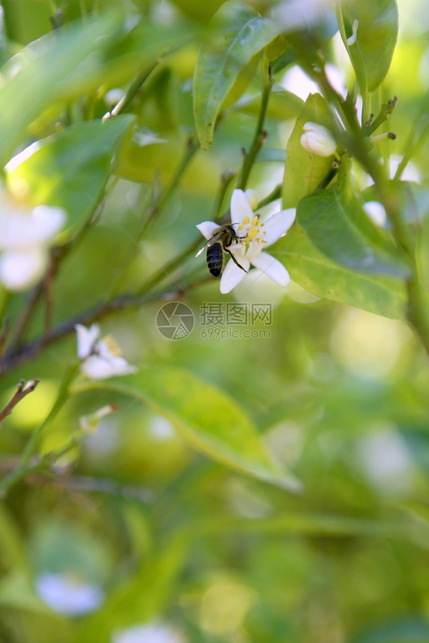 由蜜蜂授粉的橙树花植物草地花园水果太阳蜂蜜昆虫动物宏观橙子图片