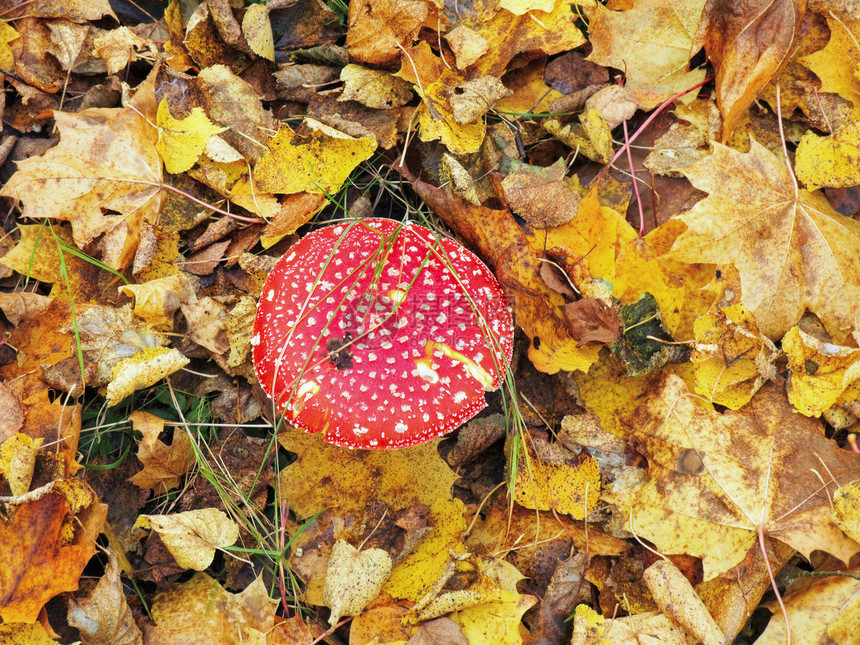 红蘑菇阴影毒菌魔法毒蝇精神菌类天气森林共生体生态图片