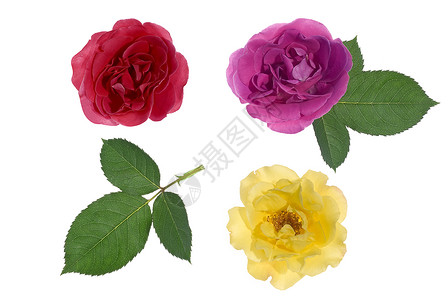 三朵玫瑰叶子粉色黄色背景图片