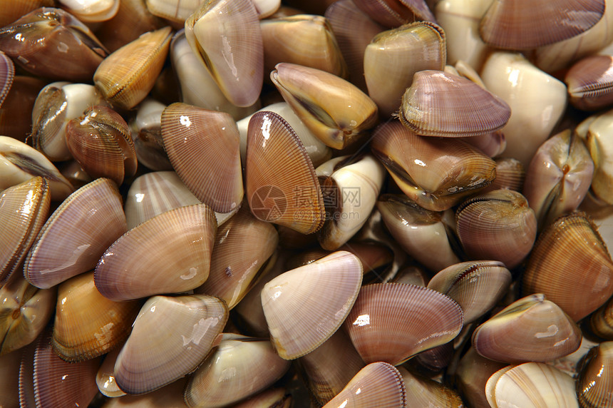 Clams 告诉海鲜快关门了美食居住营养餐厅贝类生活柠檬菜单用餐贝壳图片