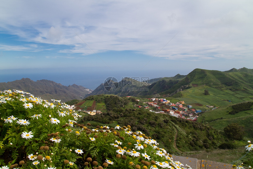 在特内里费岛拍摄的菊花照片图片