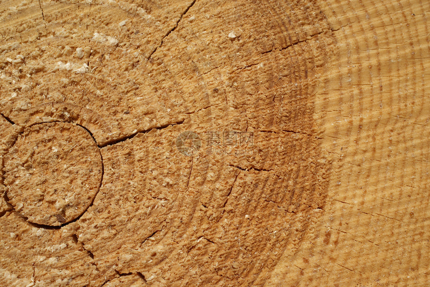 松林日志生活树干树脂棕色历史圆圈材料年度生长图片