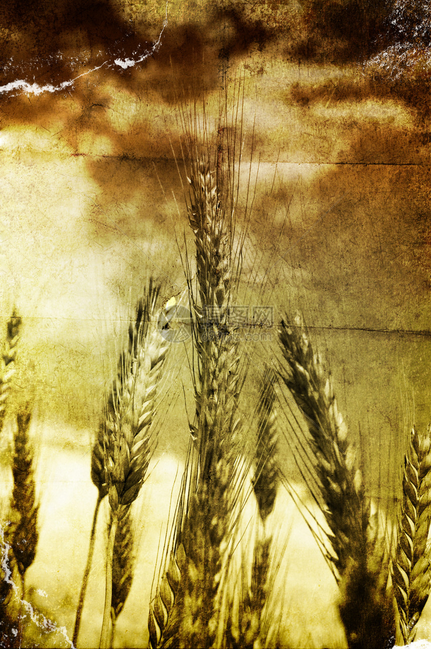 Grunge 谷物收成食物稻草艺术农场场地种子农村晴天粮食图片