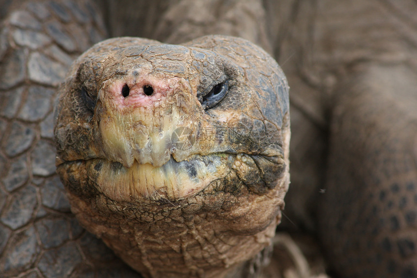 巨型加拉帕戈斯老动物乌龟野生动物爬行动物图片