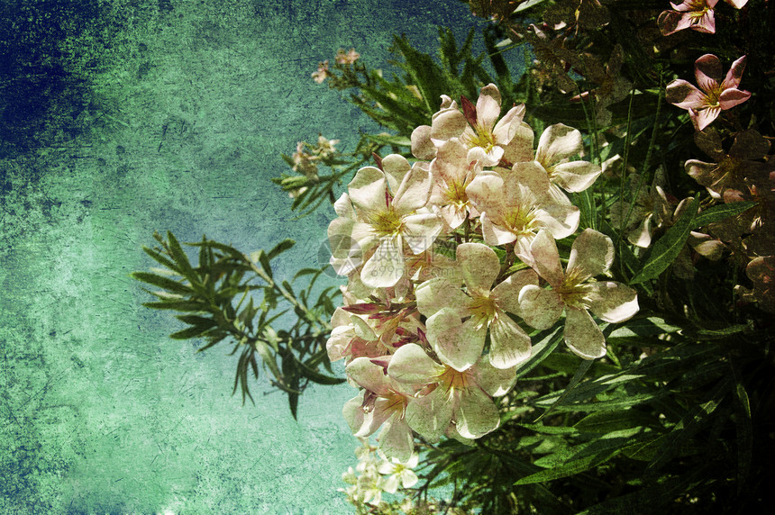 白花植物卡片植物群划痕蓝色明信片花瓣女性艺术古董图片