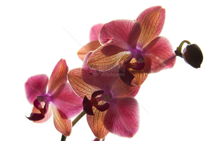 白背景的粉红兰花兰花植物粉色香水紫色花瓣白色情调花束礼物图片