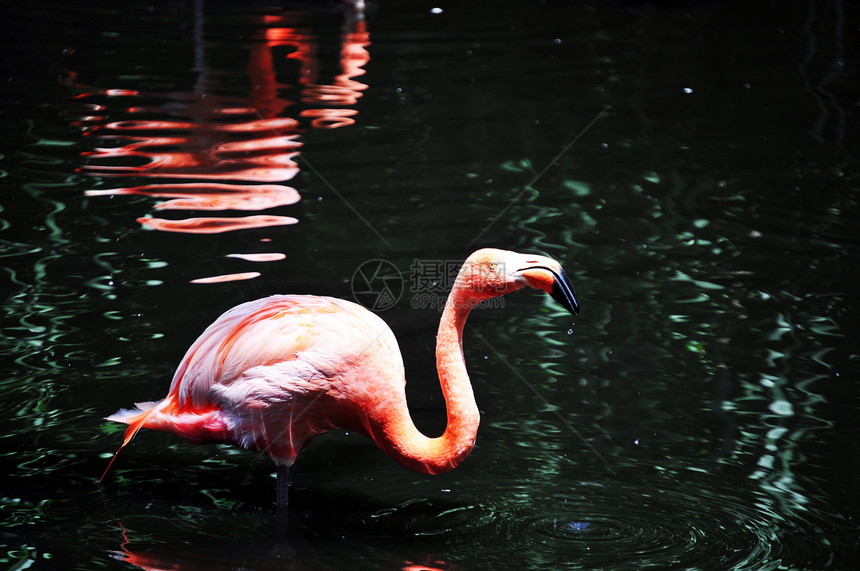 粉红火烈酒粉色动物园荒野动物学情调反射橙子池塘动物翅膀图片