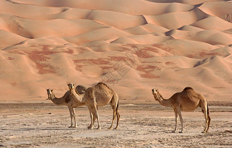 空的四角胶卷风景沙丘旅行场景沙漠寂寞干旱空季骆驼背景图片
