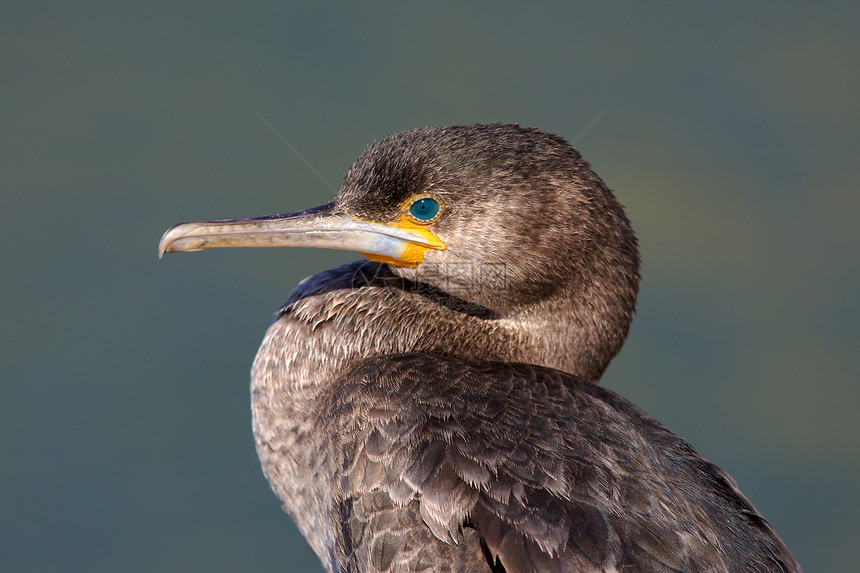 科莫兰角半岛远洋羽毛海洋生活鸟类野生动物鸬鹚图片