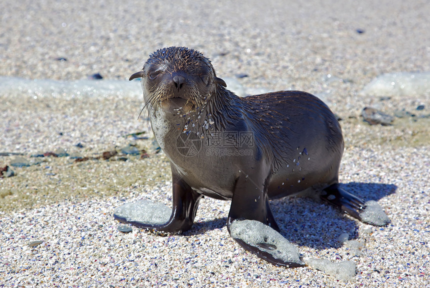 角浮海豹动物毛皮小狗海滩海洋支撑哺乳动物图片