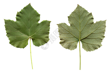 静脉叶叶绿色宏观白色植物植被树叶叶子背景图片