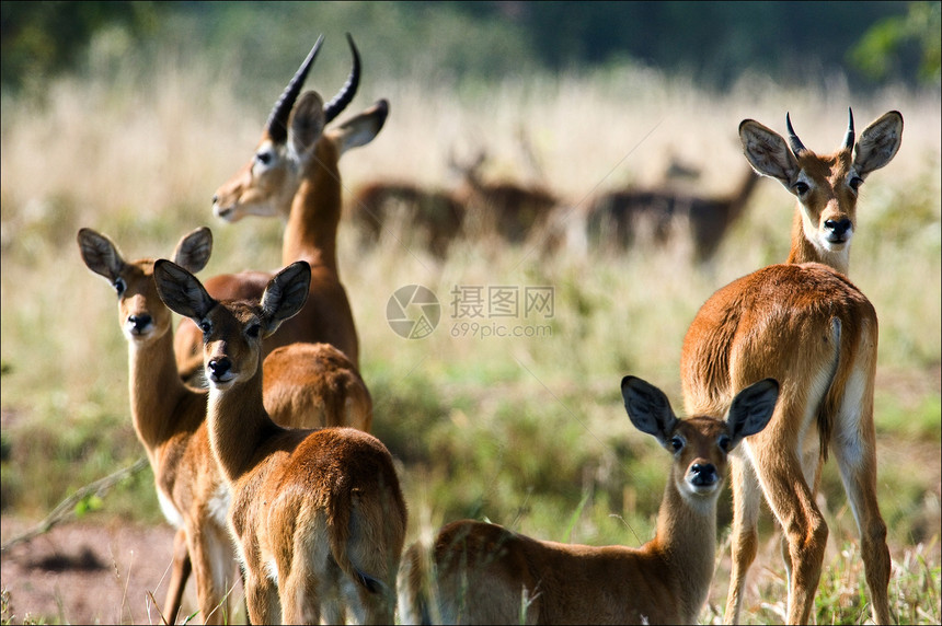 羚羊群的蚂蚁群天空哺乳动物草原羚羊晴天太阳荒野家庭大草原热带图片