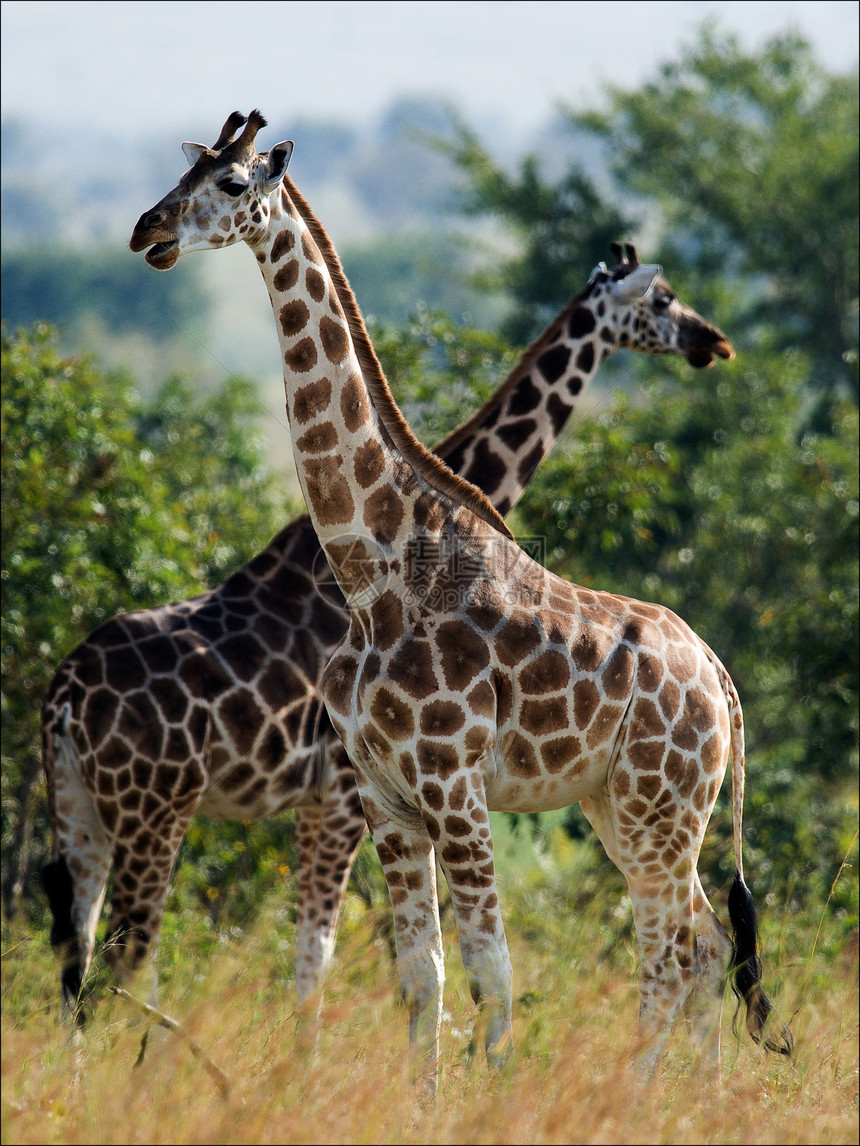 两只长颈鹿食草太阳荒野动物喇叭季节斑点脖子夫妻野生动物图片