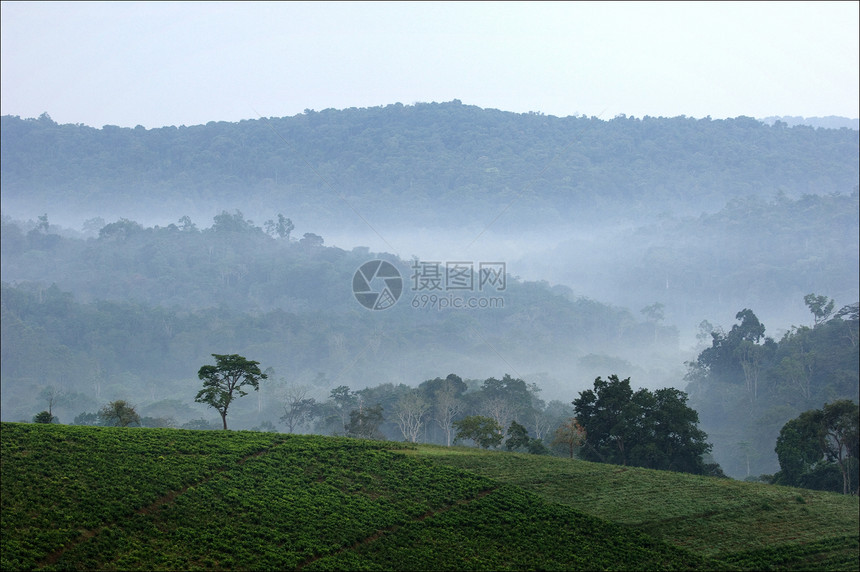 布温迪茶园场地旅游养护薄雾爬坡阴霾植物群球座风景丛林图片