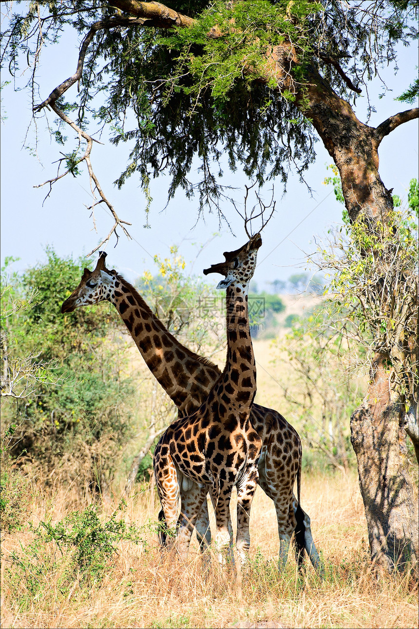 两只长颈鹿在树下图片