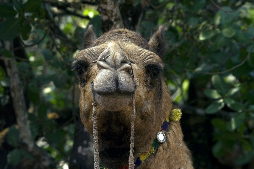 骆驼庆典棕色项链珠子眼睛野生动物沙漠脖子哺乳动物运输图片