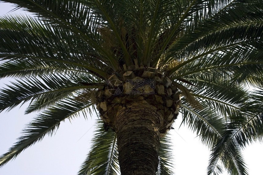 棕榈太阳后代晴天享受收成生长果实叶子树干异国图片