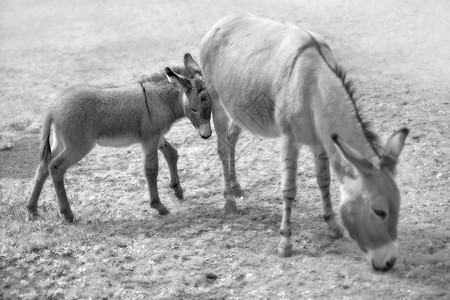 驴屁股舒适母亲食草哺乳动物鬃毛白色黑色家庭野生动物脊椎动物农场背景