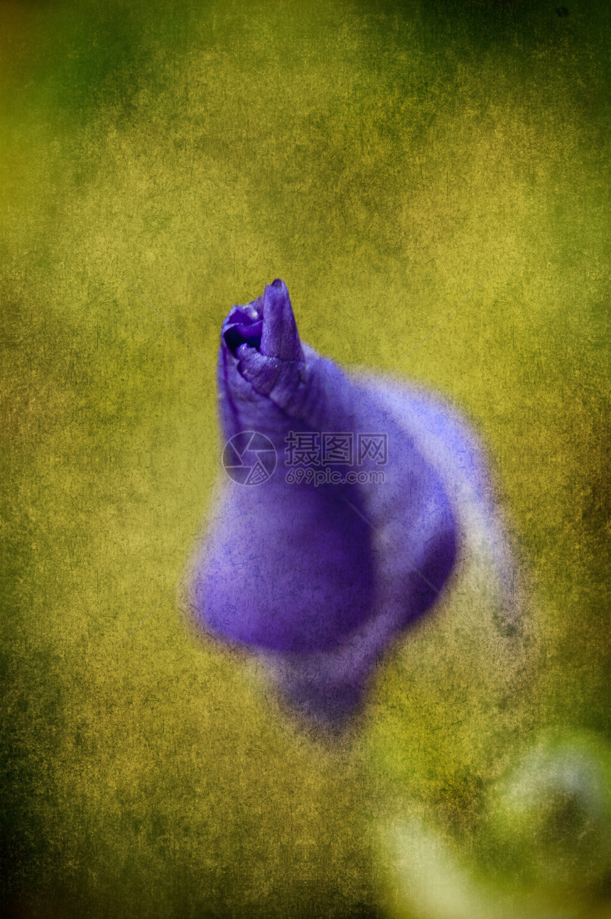 紫色的蓝色女性植物花瓣卡片划痕古董植物群明信片艺术图片