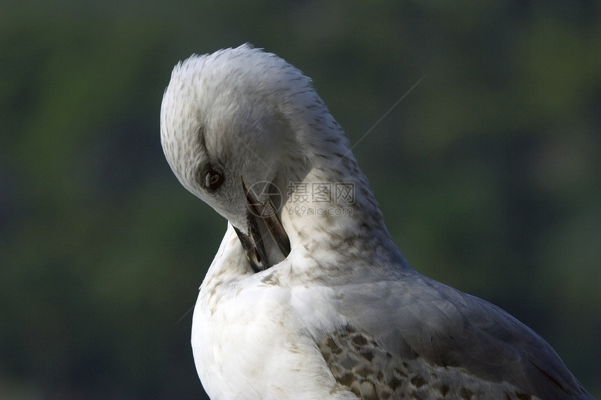海鸥动物羽毛翼展野生动物信心绿色海鸟白色力量手表图片