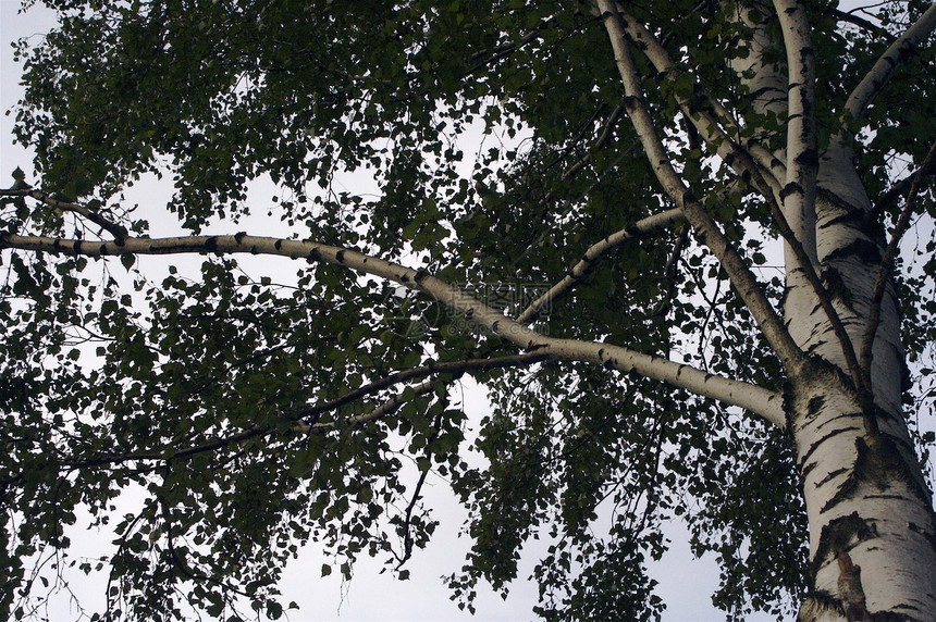 比尔白色后代森林叶子收成树叶生长天空木头产品图片