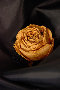 严寒时间玫瑰棕褐色运动橙子羊皮纸叶子织物植物背景图片