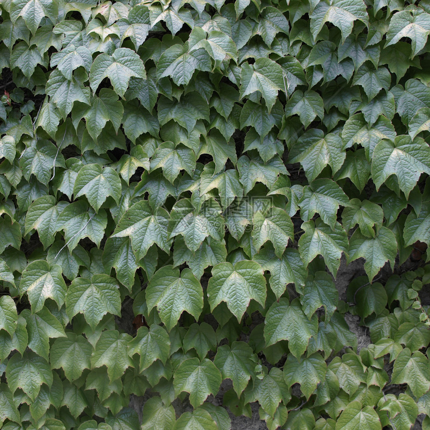 树叶植被植物绿色图片