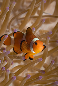 假小丑鱼假珊瑚属高清图片