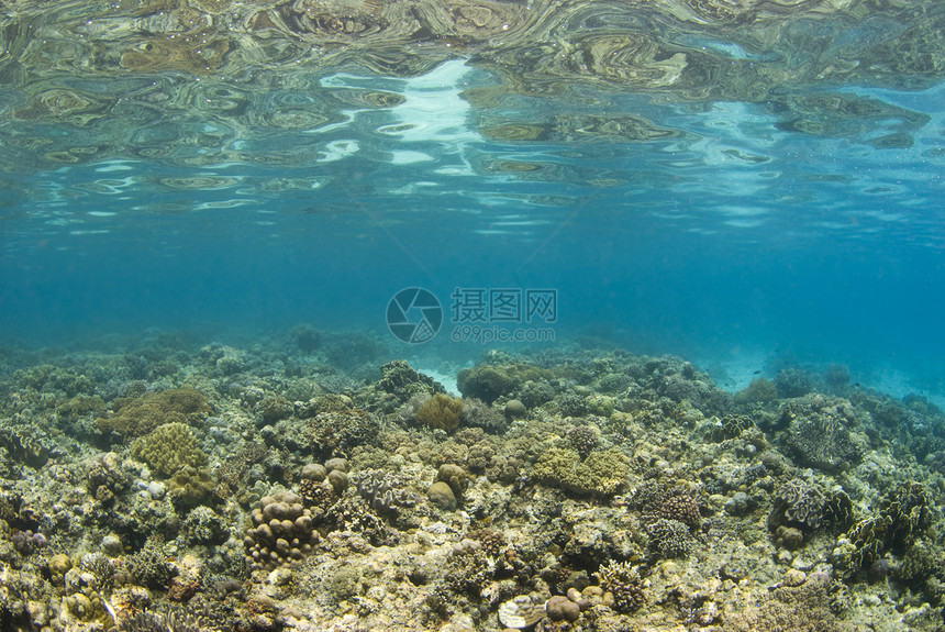 菲律宾珊瑚礁景点图片