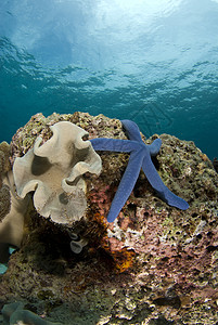 珊瑚红金银花海星和珊瑚头组织背景