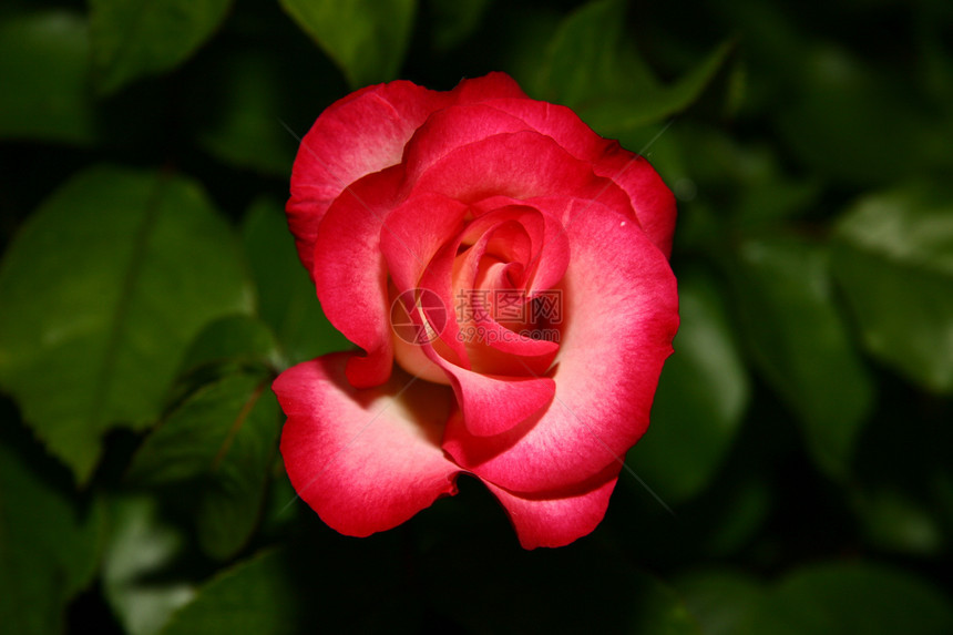 单红玫瑰纪念日周年玫瑰花瓣礼物红色叶子植物热情绿色图片