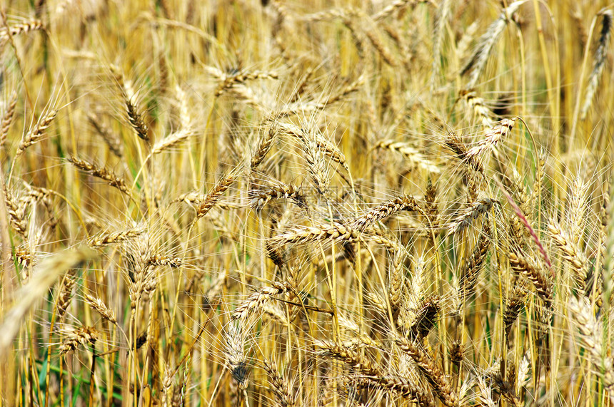 植物上的黄金小麦季节棕褐色生长烘烤国家农民谷物耳朵稻草农村图片