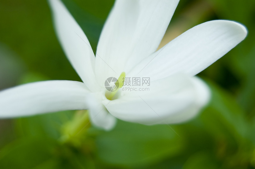 白花花庆典热带植物学花瓣植物花束生长花园生活植物群图片