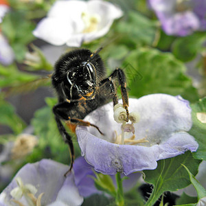 大黄蜂昆虫背景图片