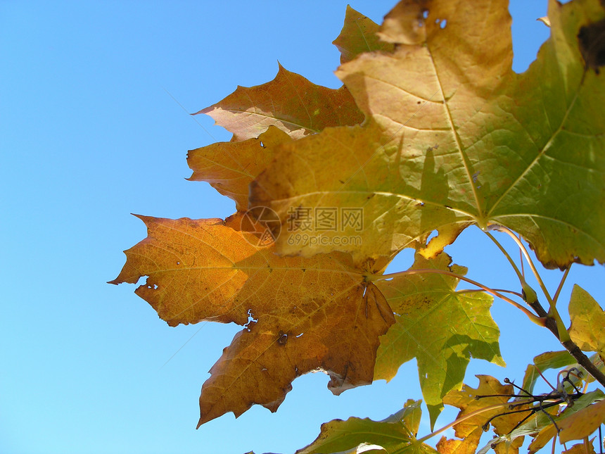 秋叶橙叶树叶蓝天天空图片