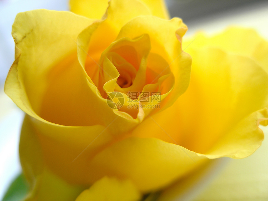 黄玫瑰玫瑰植物图片