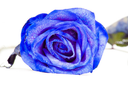 蓝色的玫瑰蓝玫瑰白色花朵叶子蓝色玫瑰背景