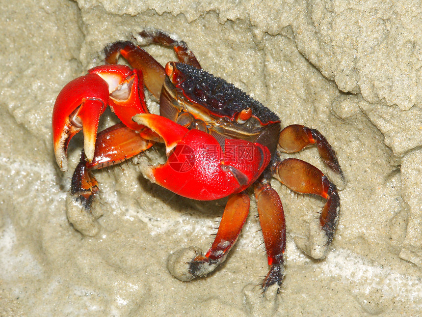 红螃蟹     澳大利亚昆士兰州生物生物学生态钳子生活环境动物群甲壳苦难动物图片