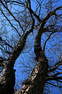 高树天空分支机构树木蓝天蓝色老树背景图片