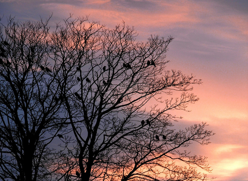 树上的鸟儿剪影夜空天空图片