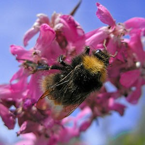 花上大黄蜂粉红色昆虫背景图片