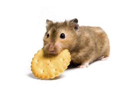 仓鼠在吃饼干饥饿仓鼠爪子毛皮贪婪白色鼻子动物食物脚尖褐色饼干背景