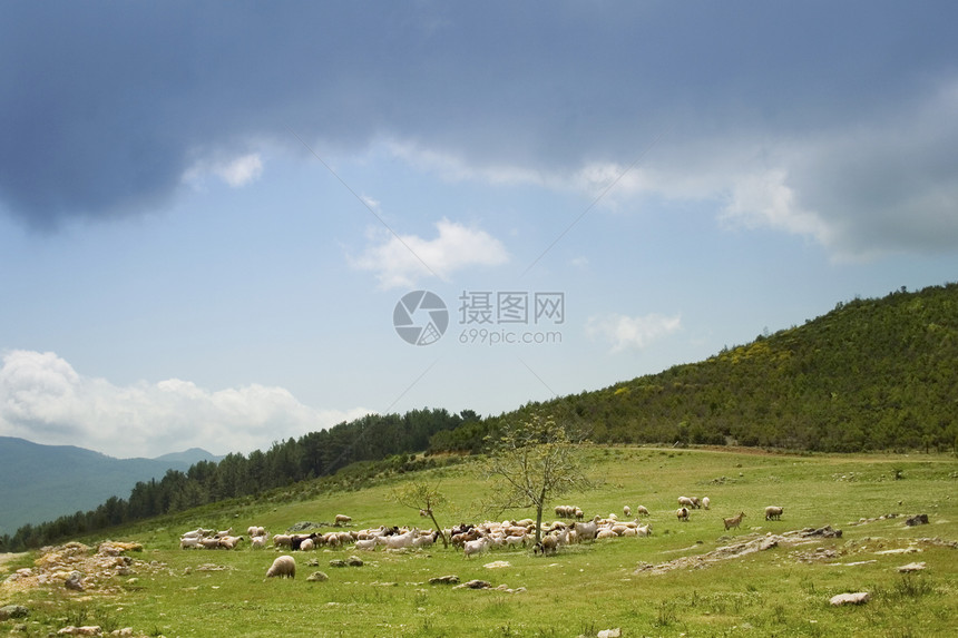 羊群文化森林石头羊肉乡村季节天空场景草地场地图片