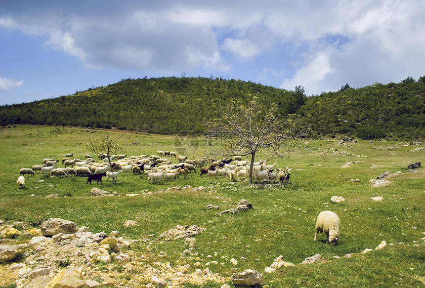 羊群草地场景羊肉季节场地植物爬坡森林乡村农场图片