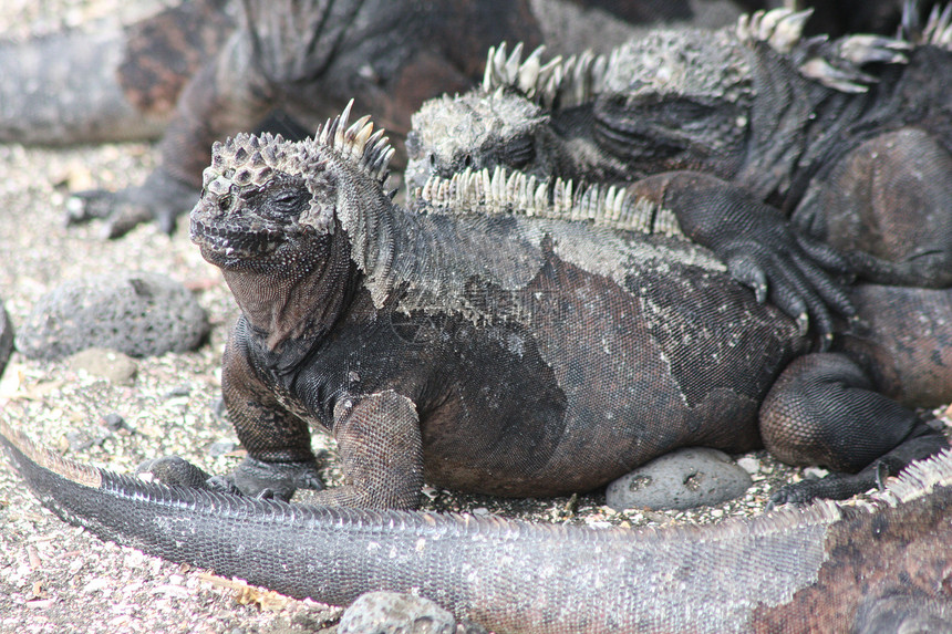 加拉帕戈斯群岛的海洋蜥蜴 安布利尔亨丘斯动物怪物野生动物海滩荒野爬虫鬣蜥口螈图片