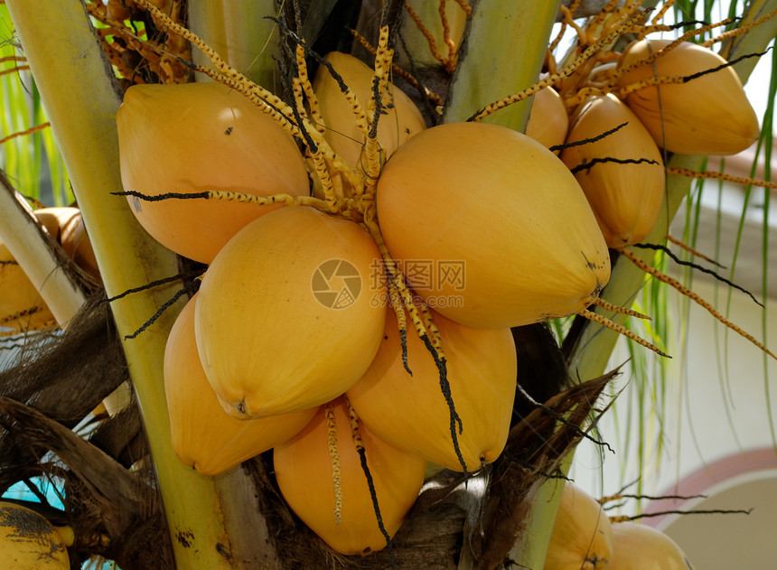 椰子水果异国棕榈情调黄色热带图片