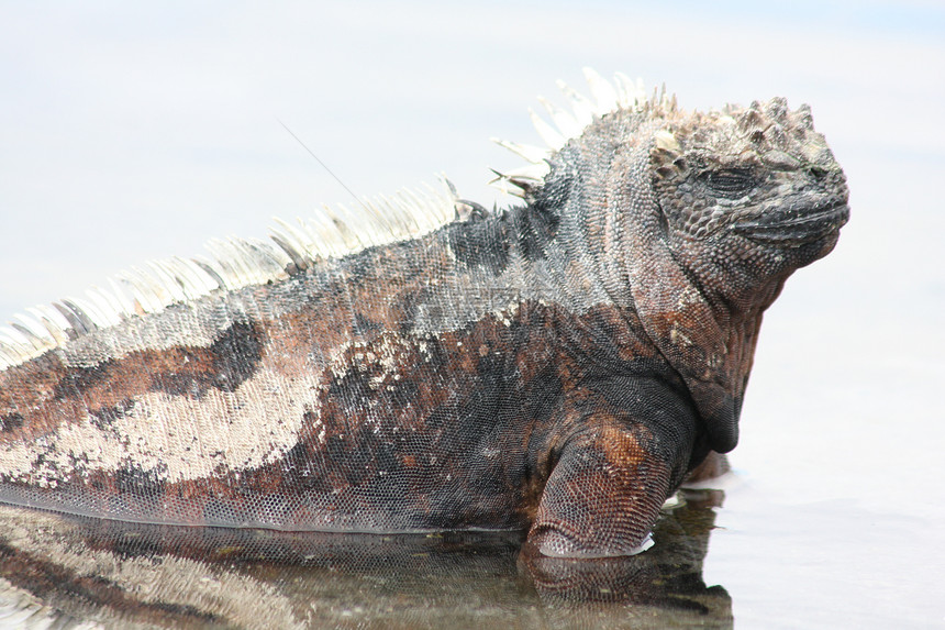 加拉帕戈斯群岛的海洋蜥蜴 安布利尔亨丘斯荒野动物怪物海滩鬣蜥爬虫口螈野生动物图片