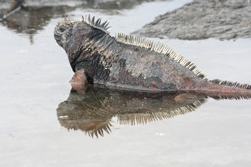 加拉帕戈斯群岛的海洋蜥蜴 安布利尔亨丘斯鬣蜥口螈爬虫荒野野生动物怪物动物海滩图片