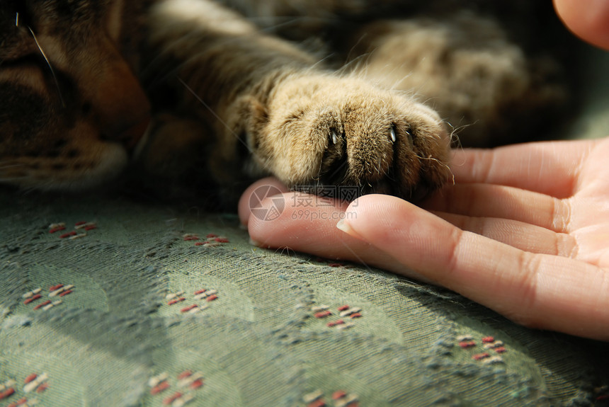 人类手上的猫爪图片